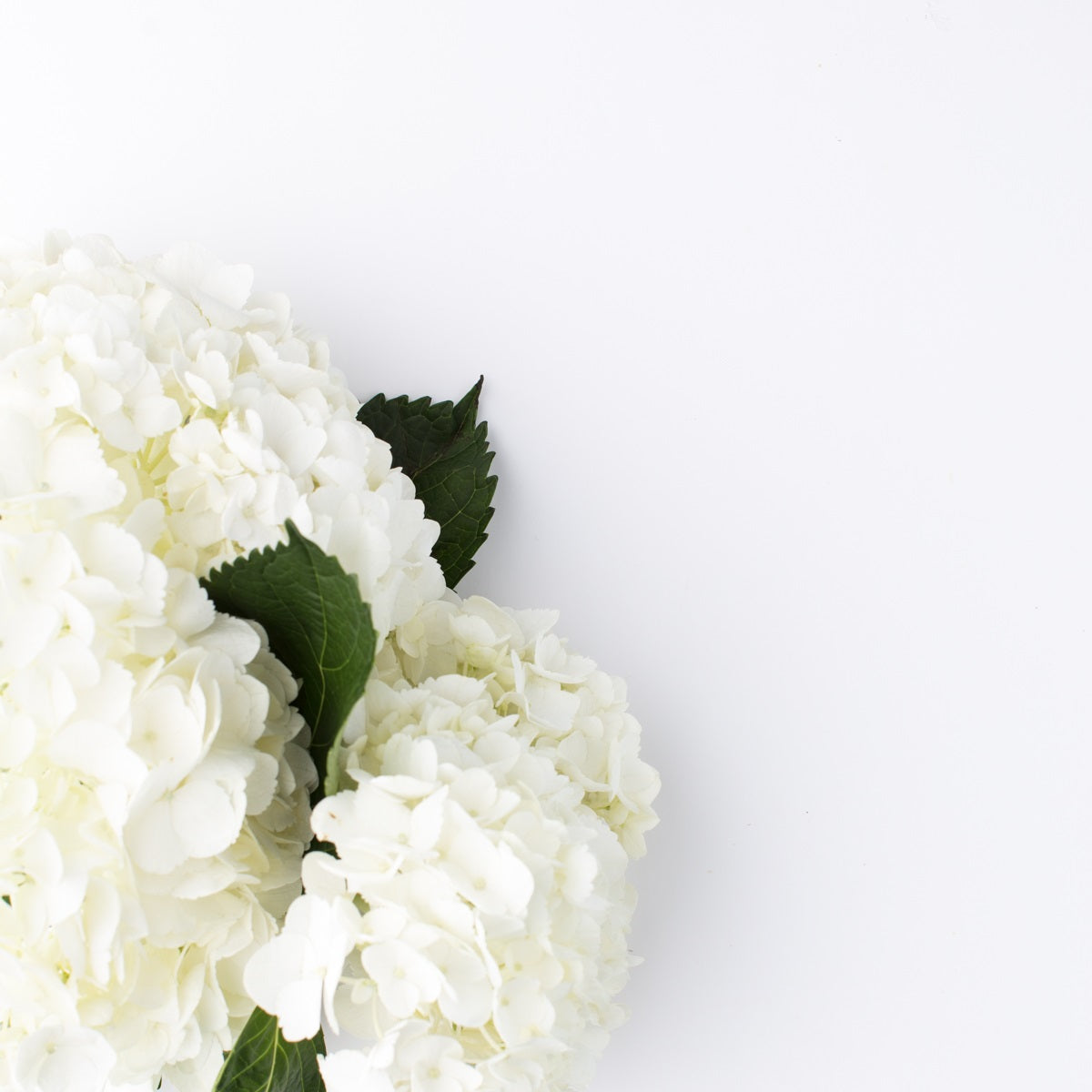 Tips for Bringing Your Hydrangeas Back to Life